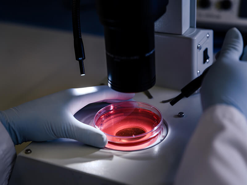 microscope pointe sur une boite a petri rouge contenant un virus dangereux