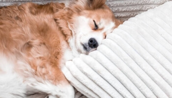 Protection incontinence chien, pourquoi opter pour une alèse jetable ?